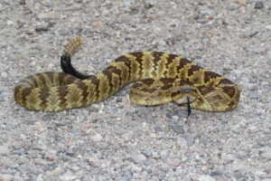 Rv'ing and snakes in texas